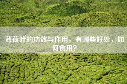 薄荷叶的功效与作用，有哪些好处，如何食用？