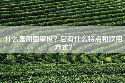 什么是凤凰单枞？它有什么特点和饮用方式？