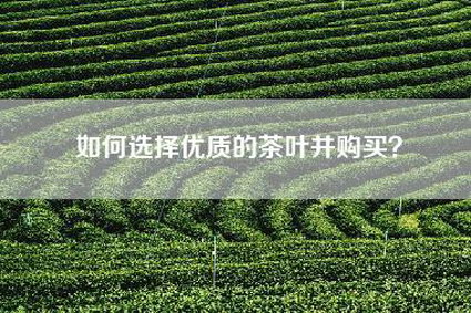 如何选择优质的茶叶并购买？