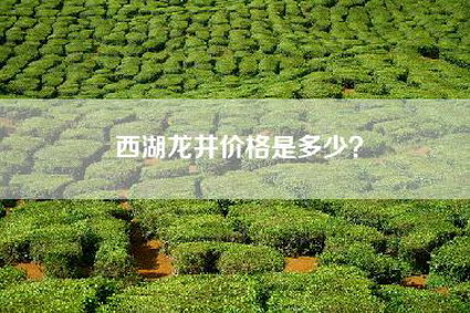 西湖龙井价格是多少？