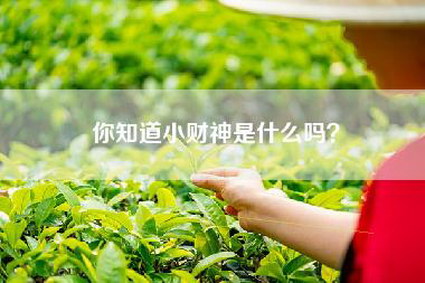 你知道小财神是什么吗？