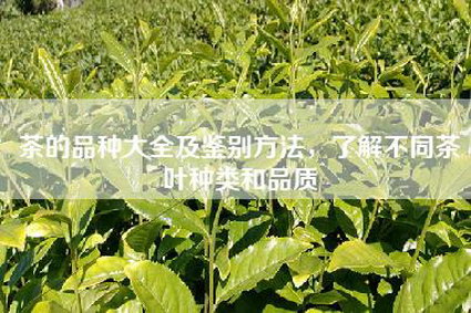 茶的品种大全及鉴别方法，了解不同茶叶种类和品质