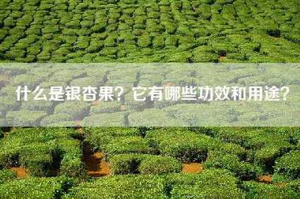 什么是银杏果？它有哪些功效和用途？