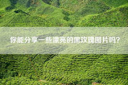 你能分享一些漂亮的黑玫瑰图片吗？