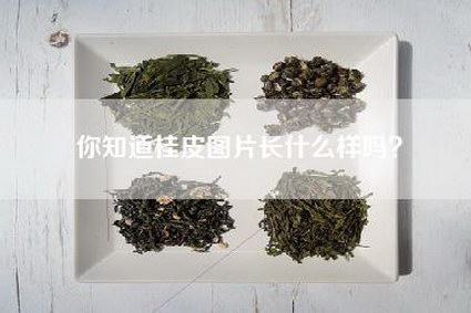 你知道桂皮图片长什么样吗？