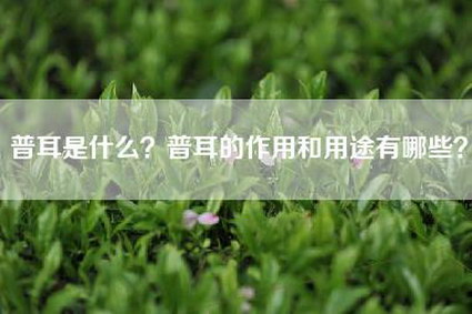 普耳是什么？普耳的作用和用途有哪些？