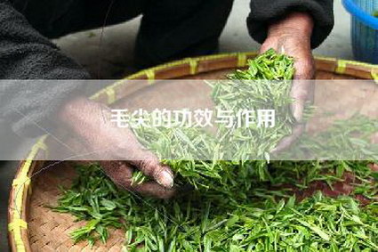 毛尖的功效与作用