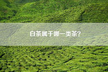 白茶属于哪一类茶？