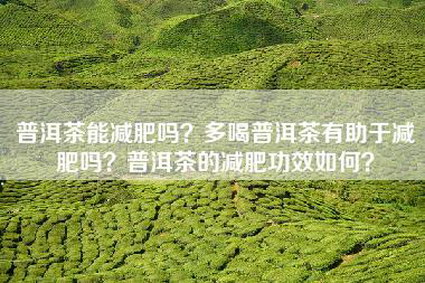 普洱茶能减肥吗？多喝普洱茶有助于减肥吗？普洱茶的减肥功效如何？