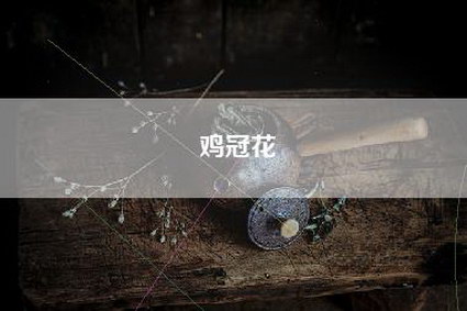 鸡冠花