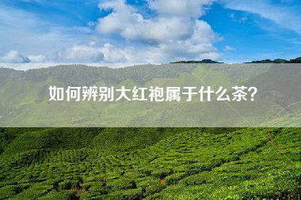 如何辨别大红袍属于什么茶？