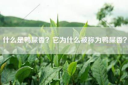 什么是鸭屎香？它为什么被称为鸭屎香？