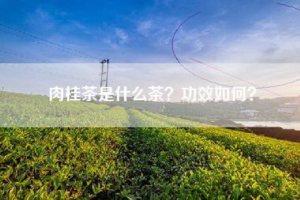 肉桂茶是什么茶？功效如何？