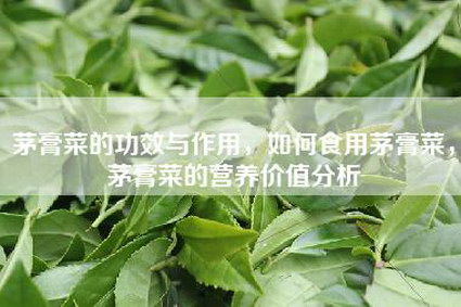茅膏菜的功效与作用，如何食用茅膏菜，茅膏菜的营养价值分析