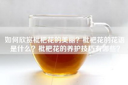 如何欣赏枇杷花的美丽？枇杷花的花语是什么？枇杷花的养护技巧有哪些？