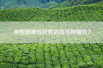 你知道哪些好看的摇钱树图片？