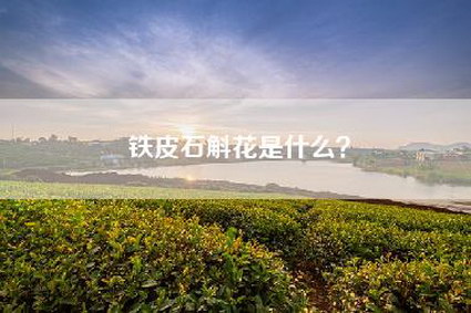 铁皮石斛花是什么？
