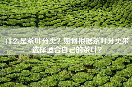 什么是茶叶分类？如何根据茶叶分类来选择适合自己的茶叶？