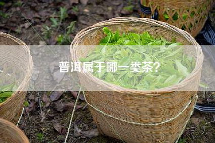 普洱属于哪一类茶？