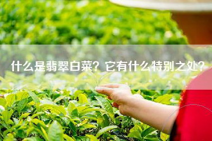 什么是翡翠白菜？它有什么特别之处？