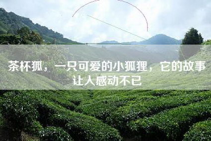 茶杯狐，一只可爱的小狐狸，它的故事让人感动不已