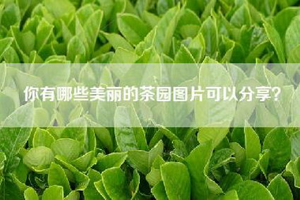 你有哪些美丽的茶园图片可以分享？