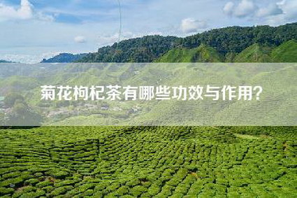 菊花枸杞茶有哪些功效与作用？
