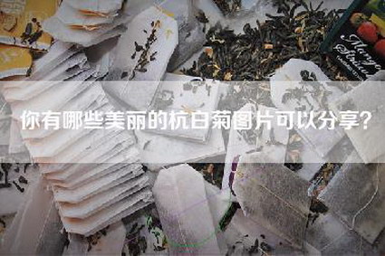 你有哪些美丽的杭白菊图片可以分享？