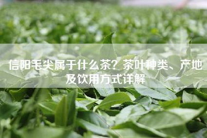 信阳毛尖属于什么茶？茶叶种类、产地及饮用方式详解