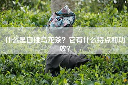 什么是白桃乌龙茶？它有什么特点和功效？