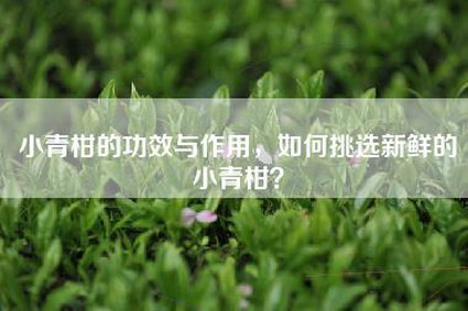 小青柑的功效与作用，如何挑选新鲜的小青柑？