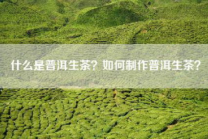 什么是普洱生茶？如何制作普洱生茶？