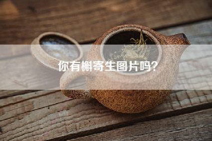 你有槲寄生图片吗？