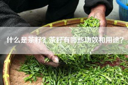 什么是茶籽？茶籽有哪些功效和用途？