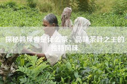 探秘鸭屎香是什么茶，品味茶叶之王的独特风味