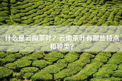 什么是云南茶叶？云南茶叶有哪些特点和种类？