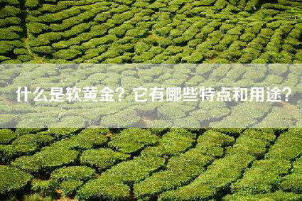 什么是软黄金？它有哪些特点和用途？
