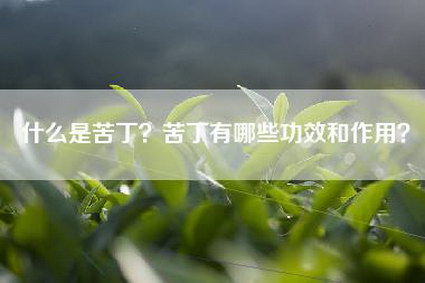 什么是苦丁？苦丁有哪些功效和作用？