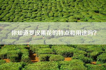 你知道罗汉果花的特点和用途吗？